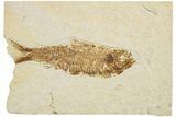 Fossil Fish (Knightia) - Wyoming #233162-1